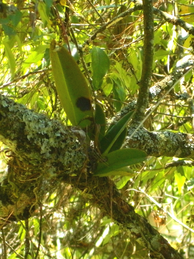Epidendrum cavendishianum Bateman, 1837 3