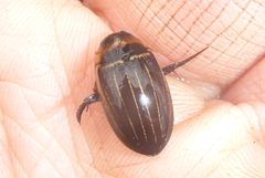 Hydaticus aruspex