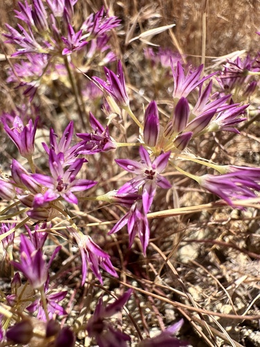 Allium fimbriatum, photograph 1