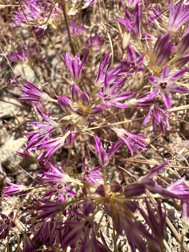 Allium fimbriatum, photograph 2