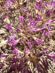 Allium fimbriatum, photograph author not stated, no rights reserved