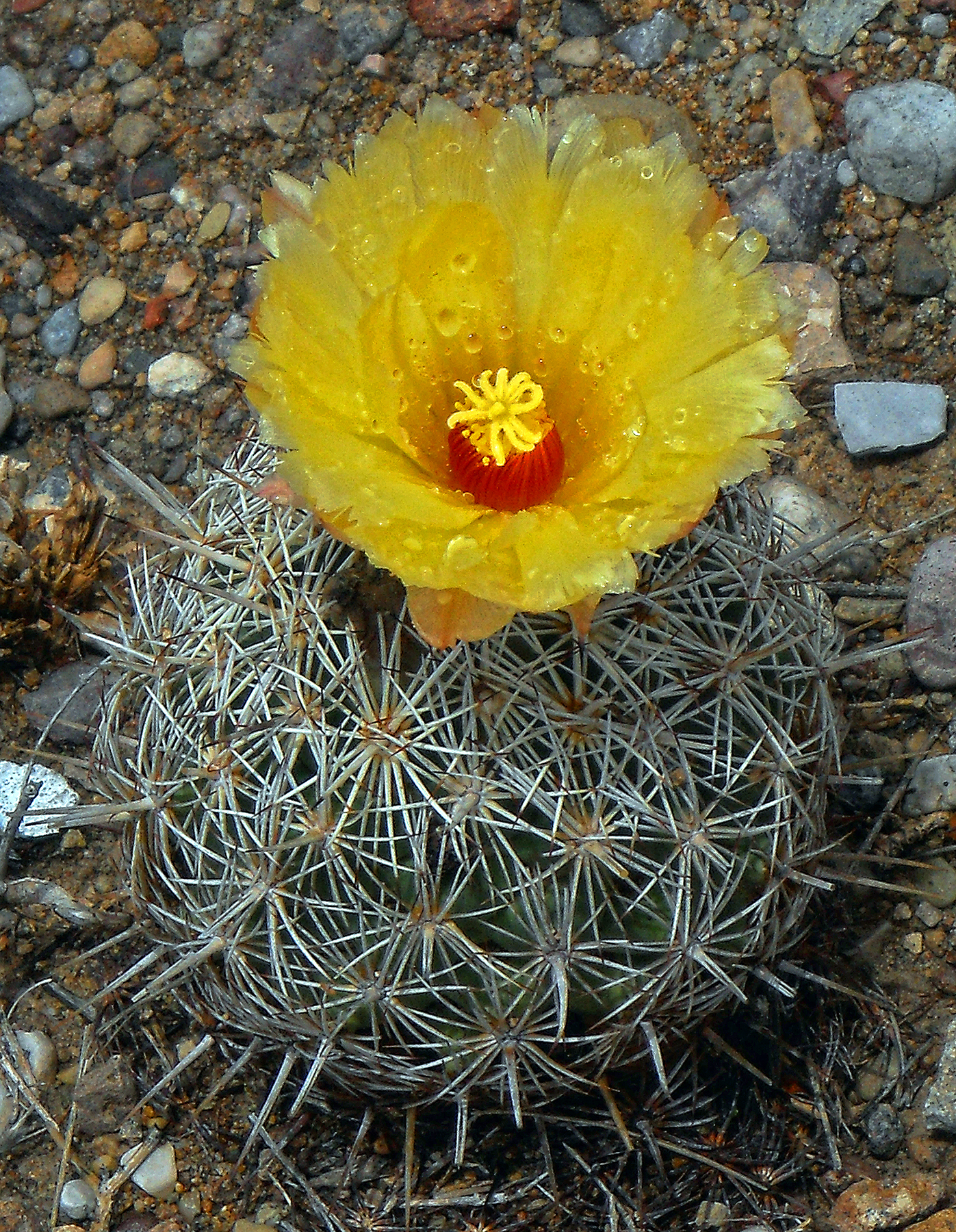 Coryphantha echinus