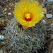 Rhinoceros Cactus - Photo (c) Richard Reynolds, some rights reserved (CC BY-NC), uploaded by Richard Reynolds