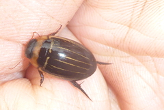 Hydaticus aruspex