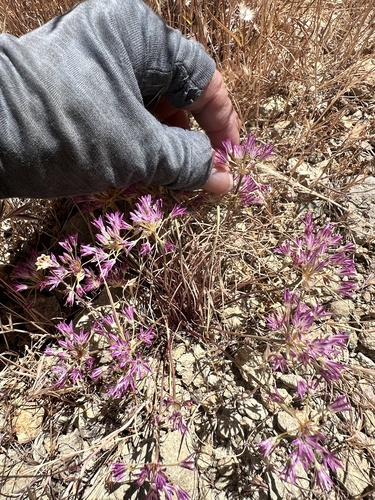 Allium fimbriatum, photograph 3