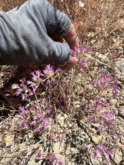 Allium fimbriatum, photograph author not stated, no rights reserved