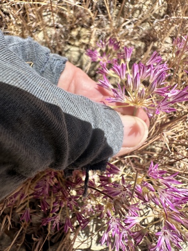 Allium fimbriatum, photograph 4