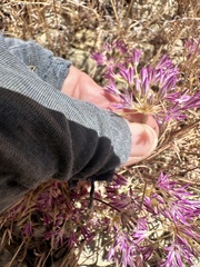 Allium fimbriatum, photograph author not stated, no rights reserved