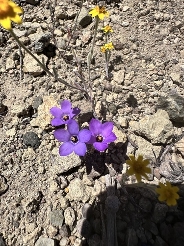 Linanthus parryae