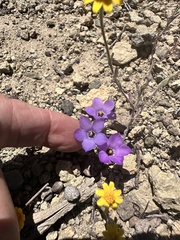 Linanthus parryae, photograph author not stated, no rights reserved