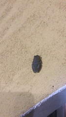 Hyla sarda