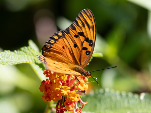 Gulf Fritillary