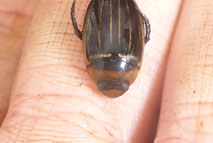 Hydaticus aruspex