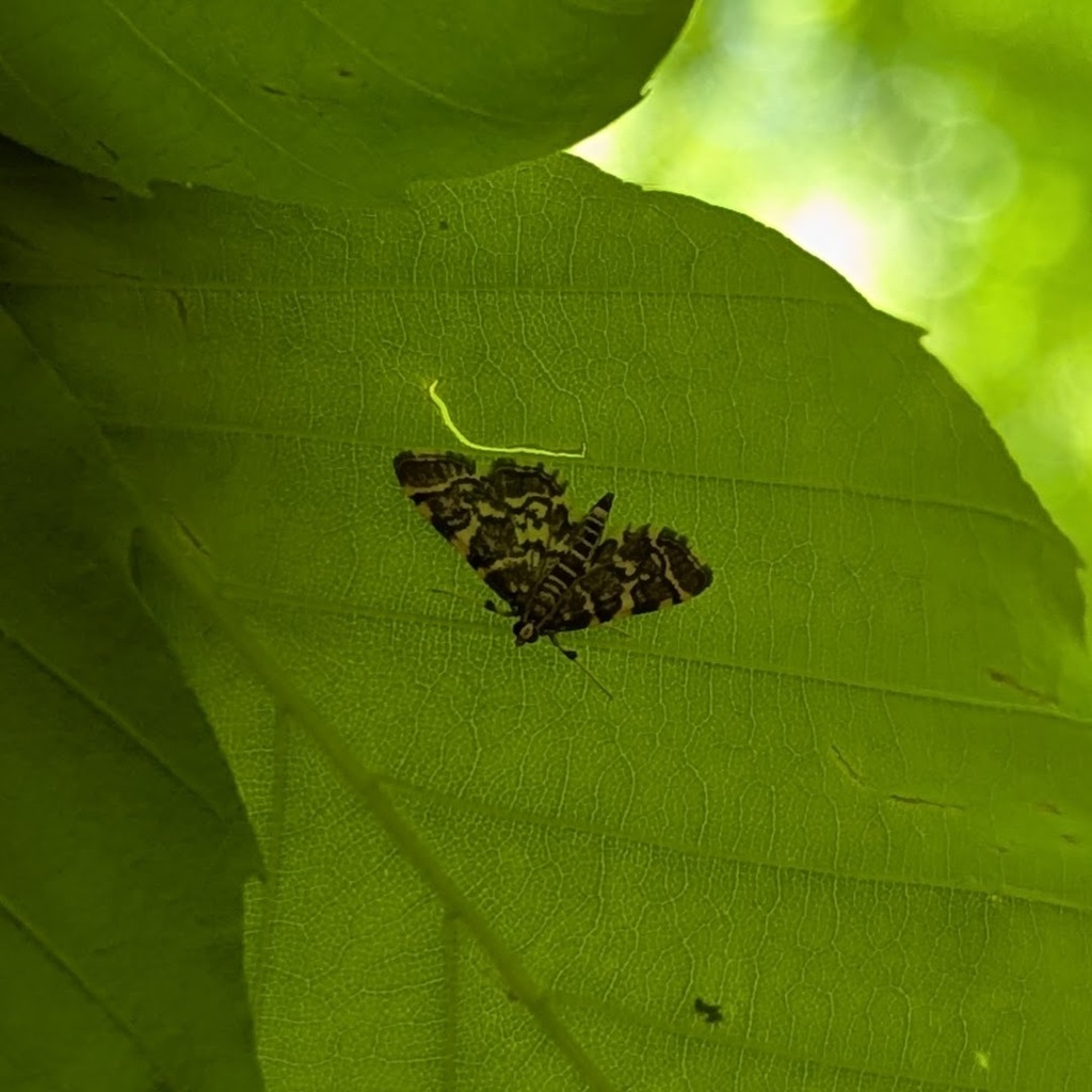 Checkered Apogeshna Moth in May 2026 by Daniel Sembroski · iNaturalist