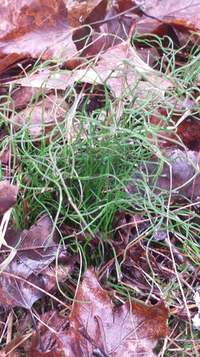 Equisetum scirpoides iNat (2)