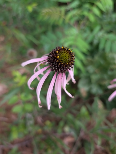 Echinacea sanguinea, photograph 5