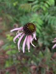 Echinacea sanguinea, photograph author not stated, no rights reserved