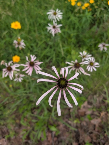 Echinacea sanguinea, photograph 6