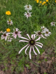 Echinacea sanguinea, photograph author not stated, no rights reserved