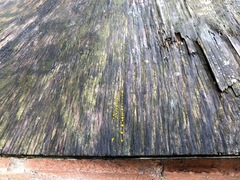 Dacrymyces stillatus