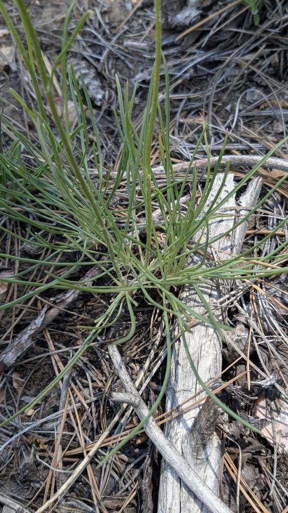 Bigelow's Rubberweed