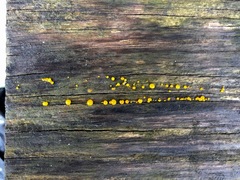 Dacrymyces stillatus