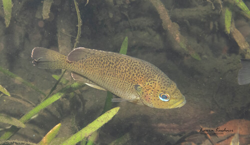 Lepomis punctatus