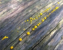 Dacrymyces stillatus