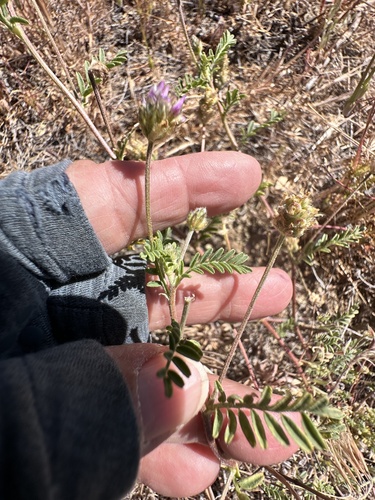 Astragalus didymocarpus observed 2026-05-07