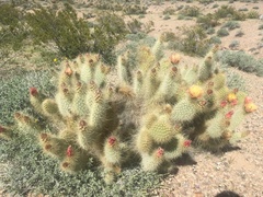 Opuntia diploursina