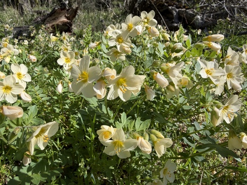 Polemonium carneum, photograph 4