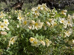Polemonium carneum, photograph (c) Dee Shea Himes, some rights reserved (CC BY)