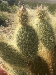 Opuntia diploursina