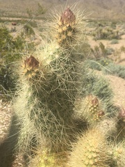 Opuntia diploursina