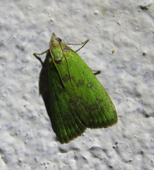 Doloessa viridis