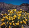 Desert Marigolds - Photo (c) Richard Reynolds, some rights reserved (CC BY-NC), uploaded by Richard Reynolds