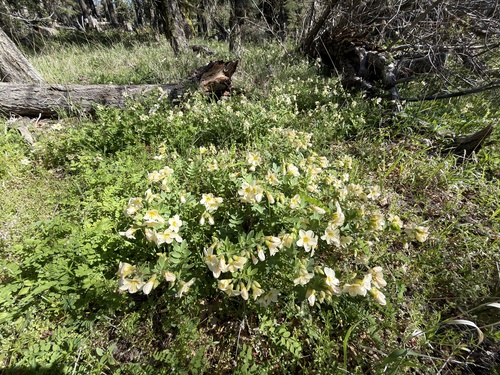 Polemonium carneum, photograph 5