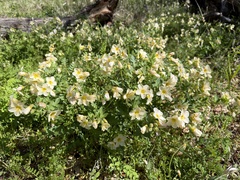 Polemonium carneum, photograph (c) Dee Shea Himes, some rights reserved (CC BY)