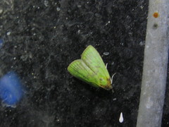 Doloessa viridis