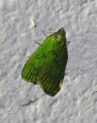 Doloessa viridis