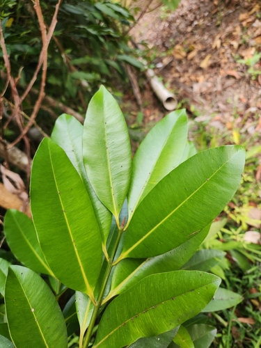 Calophyllum calaba observed 2026-05-08