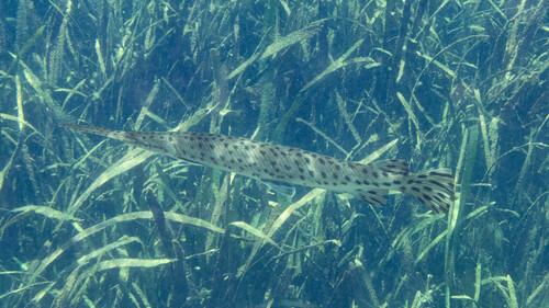Lepisosteus osseus