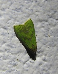 Doloessa viridis