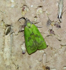 Doloessa viridis