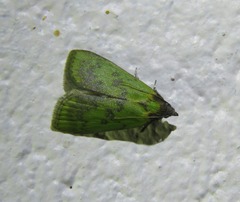 Doloessa viridis
