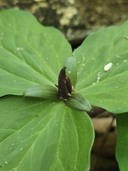 (c) Alex Abair, some rights reserved (CC BY) Trillium sessile, photograph (c) Alex Abair, some rights reserved (CC BY)