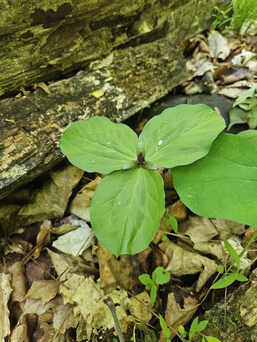 Trillium sessile, photograph 5