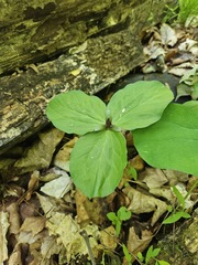 (c) Alex Abair, some rights reserved (CC BY) Trillium sessile, photograph (c) Alex Abair, some rights reserved (CC BY)