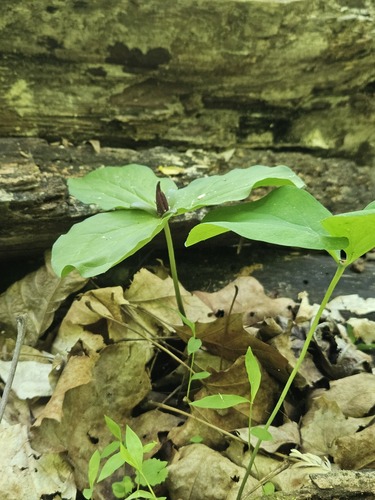 Trillium sessile, photograph 6