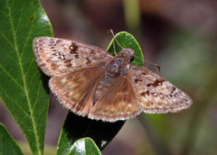 Erynnis meridianus